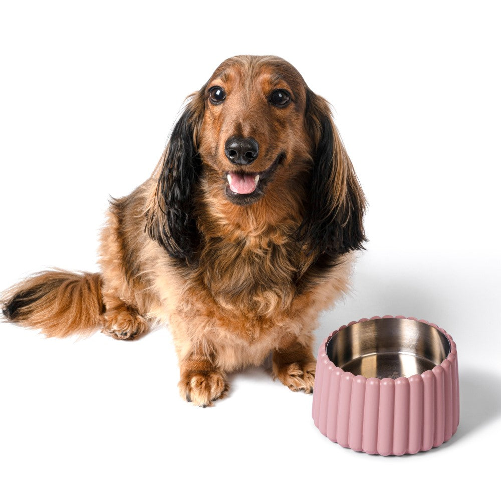 RiverTail Ridge Small/Medium Slanted Concrete and Stainless Steel Bowl 16oz (2 Cups) Pet Feeder