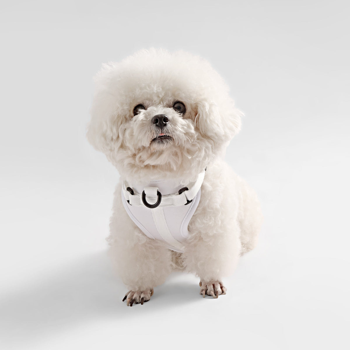 Arlo Adjustable No Pull Pet Harness