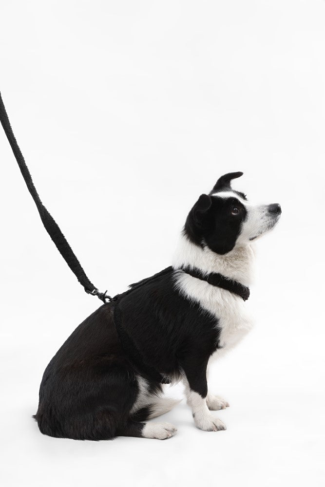 Nand Bouclé Adjustable H Harness and Leash Walk Set with Poop Bag Pouch