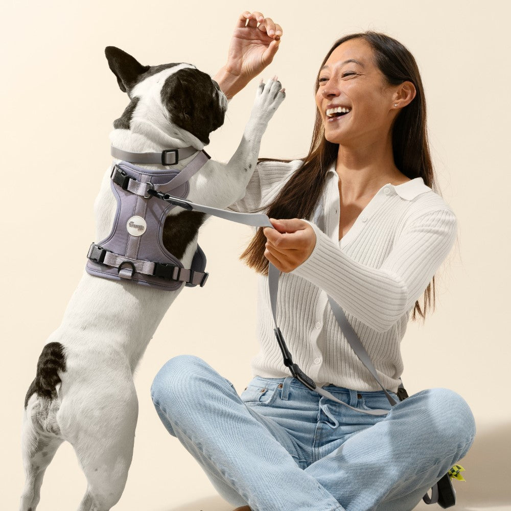 Shri 8FT Adjustable 6-in-1 Waterproof Hands-Free Leash and Collar with LED Flashlight Bag Dispenser and Poop Bag Holder