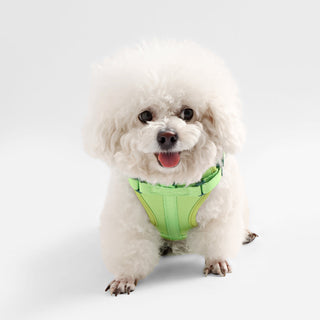 Arlo Adjustable No Pull Pet Harness
