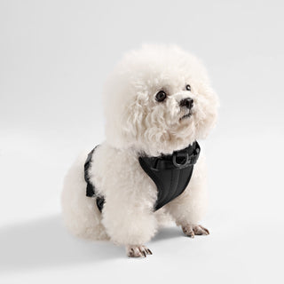 Arlo Adjustable No Pull Pet Harness