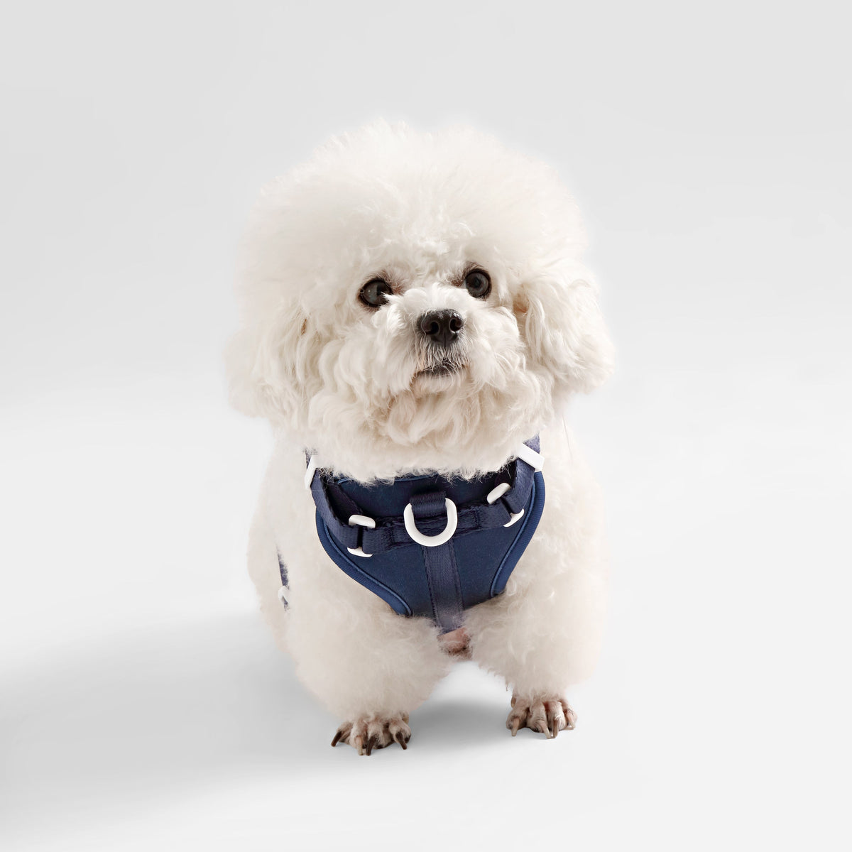 Arlo Adjustable No Pull Pet Harness