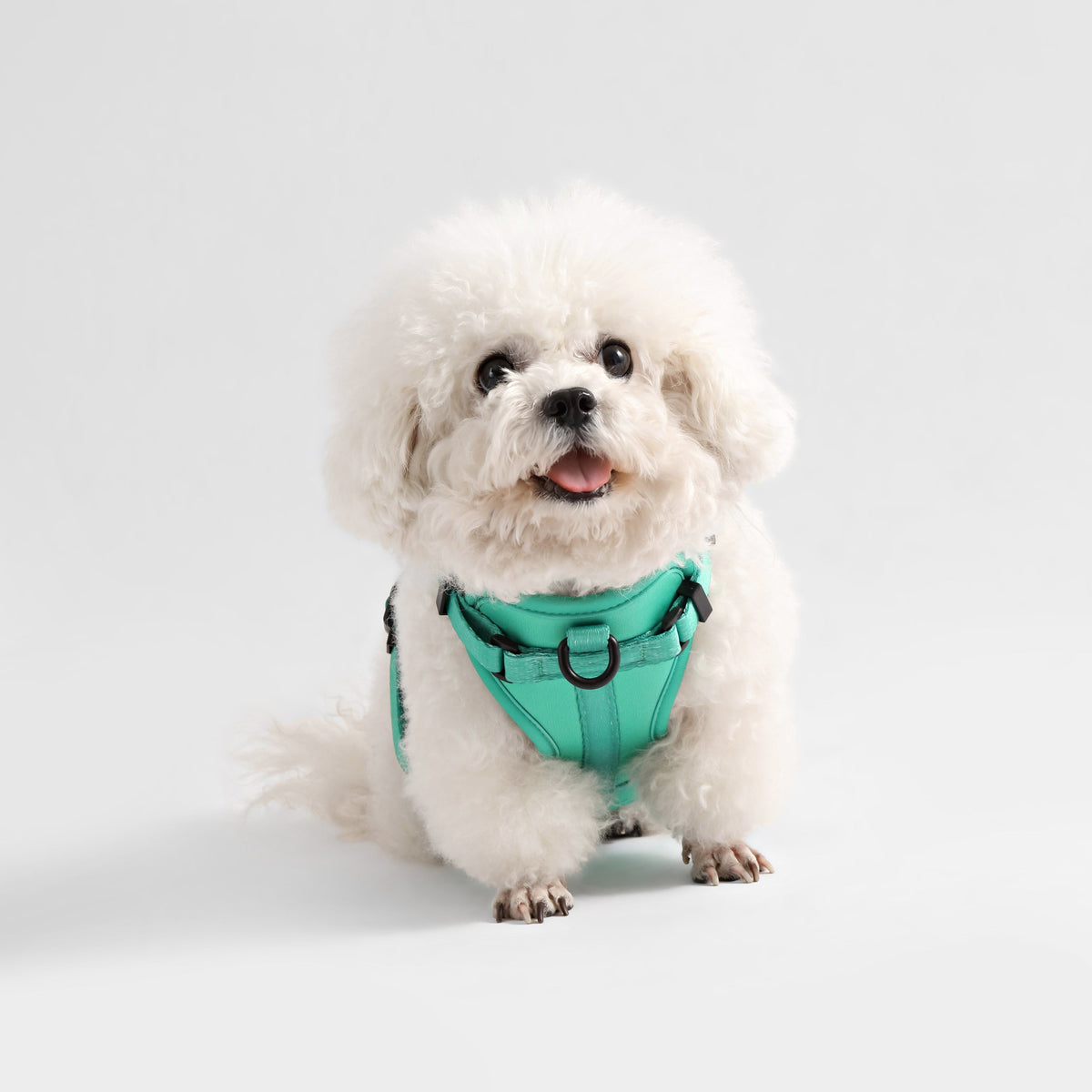 Arlo Adjustable No Pull Pet Harness