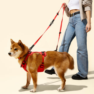 Arlo Adjustable No Pull Pet Harness