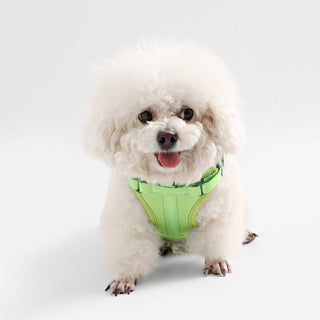 Arlo Adjustable No Pull Pet Harness
