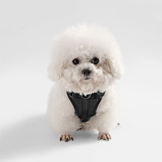 Arlo Adjustable No Pull Pet Harness