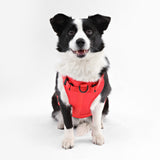 Khushal Adjustable Soft Padded No Pull Pet Harness with 3 Buckles and 3 Leash Clips
