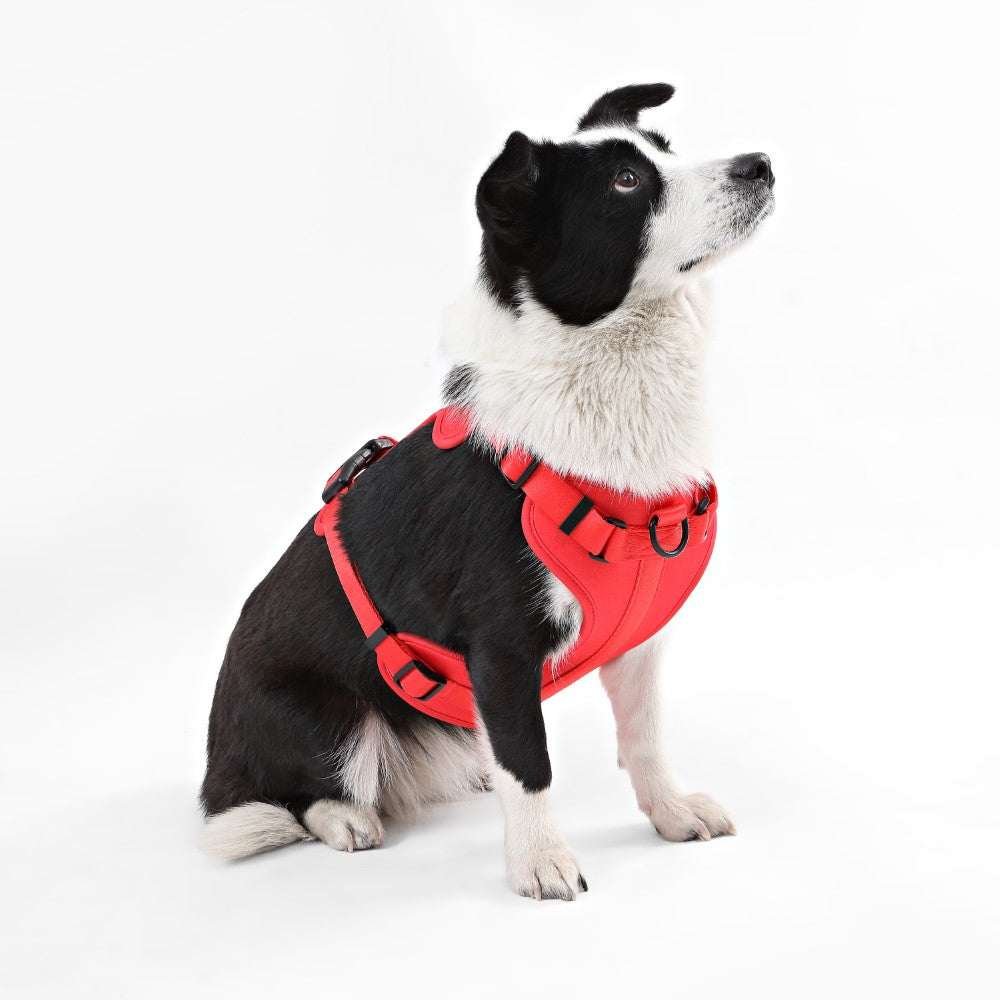 Khushal Adjustable Soft Padded No Pull Pet Harness with 3 Buckles and 3 Leash Clips