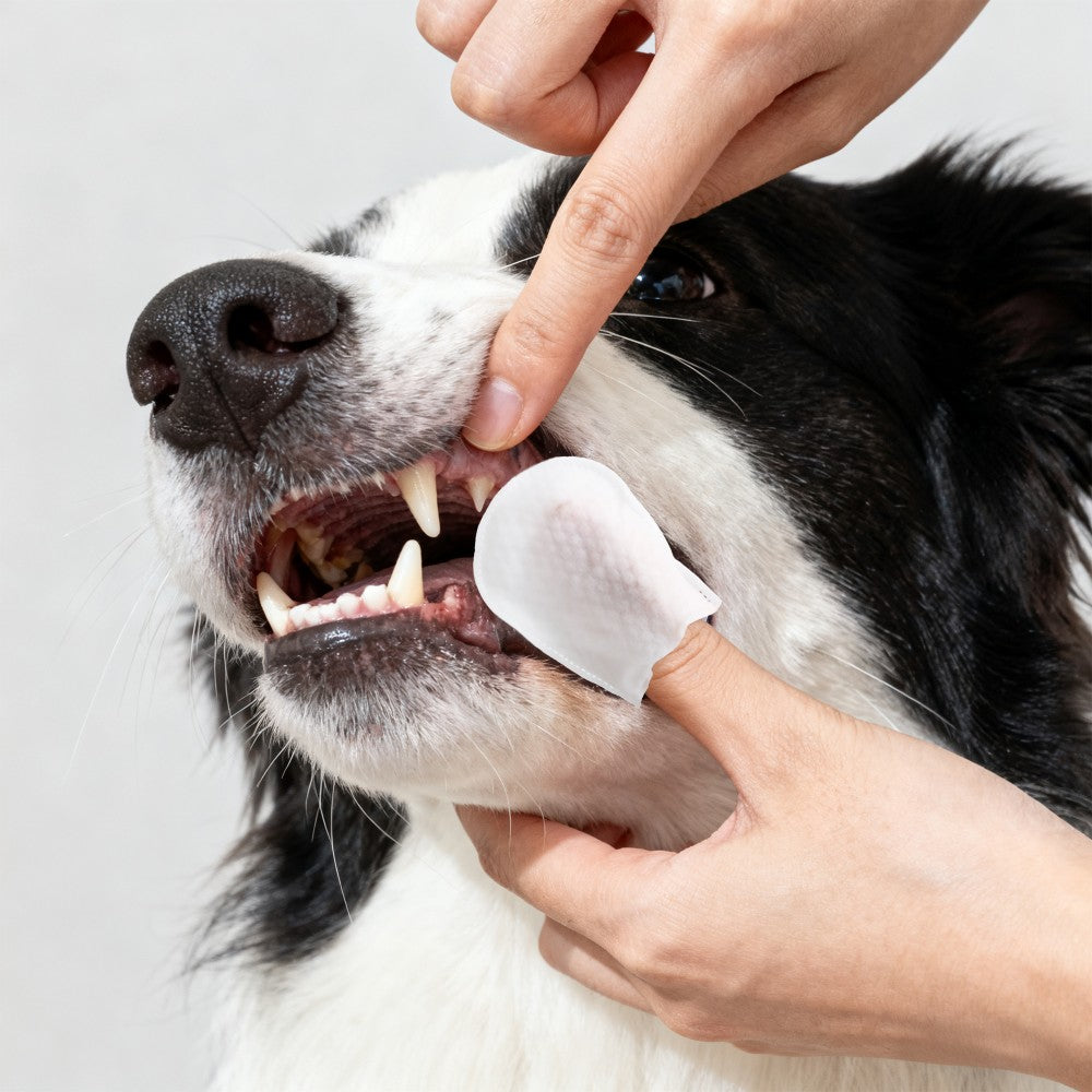 Whiskli Dog Dental Finger Hypoallergenic Wipes with Extracts of Aloe Vera Leaf, Coconut Oil, Honey