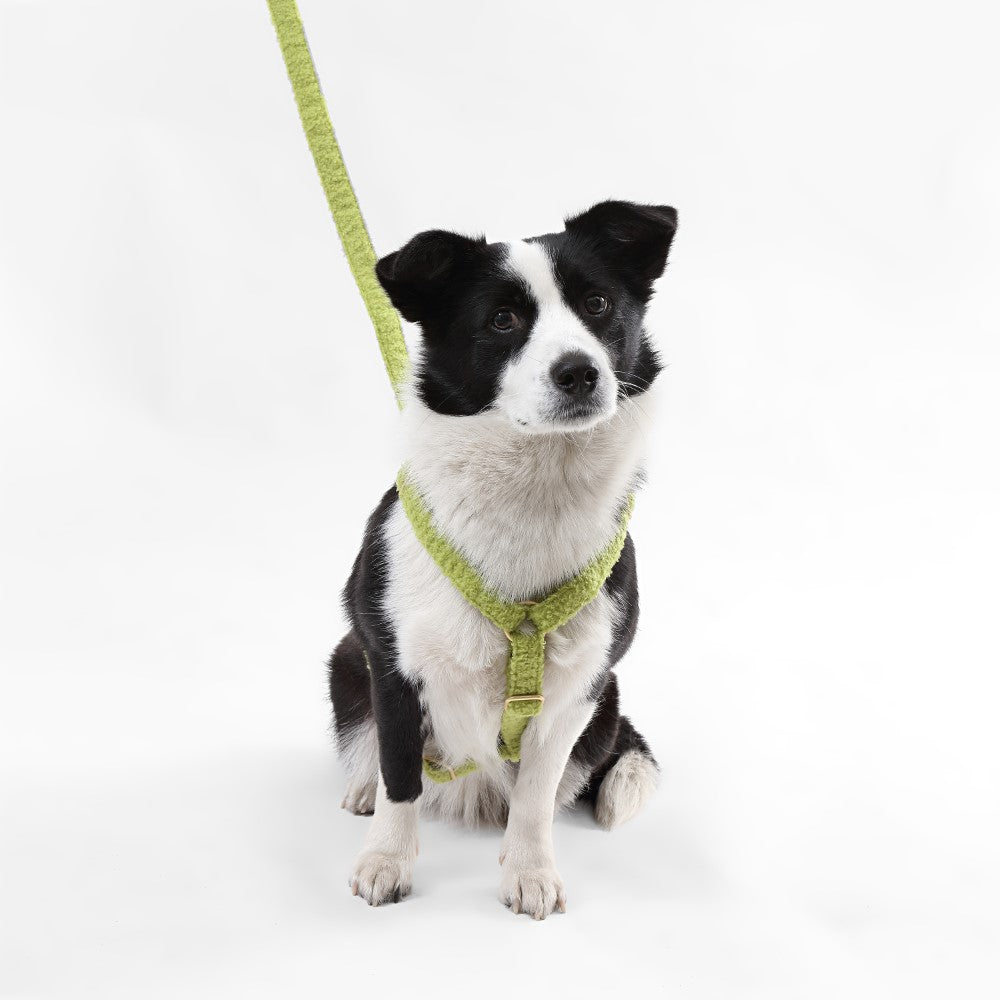 Nand Bouclé Adjustable H Harness and Leash Walk Set with Poop Bag Pouch