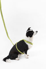Nand Bouclé Adjustable H Harness and Leash Walk Set with Poop Bag Pouch