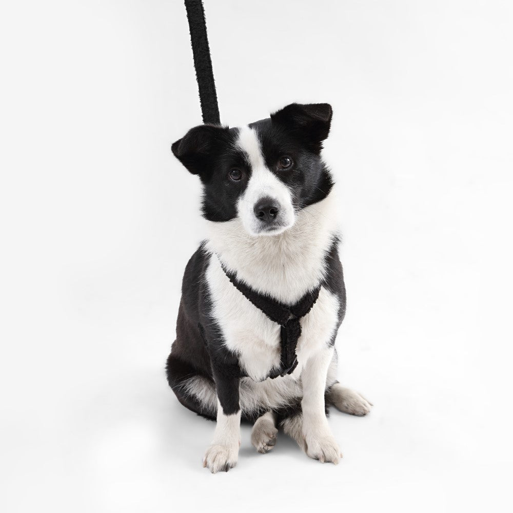 Nand Bouclé Adjustable H Harness and Leash Walk Set with Poop Bag Pouch