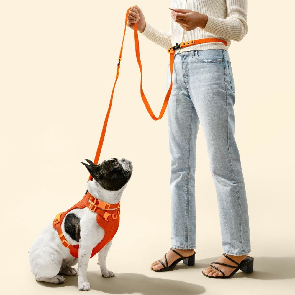 Shri 8FT Adjustable 6-in-1 Waterproof Hands-Free Leash and Collar with LED Flashlight Bag Dispenser and Poop Bag Holder