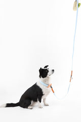 Shri 8FT Adjustable 6-in-1 Waterproof Hands-Free Leash and Collar with LED Flashlight Bag Dispenser and Poop Bag Holder