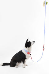 Shri 8FT Adjustable 6-in-1 Waterproof Hands-Free Leash and Collar with LED Flashlight Bag Dispenser and Poop Bag Holder