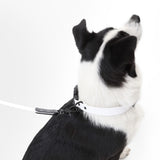 Shri 8FT Adjustable 6-in-1 Waterproof Hands-Free Leash and Collar with LED Flashlight Bag Dispenser and Poop Bag Holder