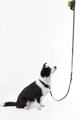 Shri 8FT Adjustable 6-in-1 Waterproof Hands-Free Leash and Collar with LED Flashlight Bag Dispenser and Poop Bag Holder