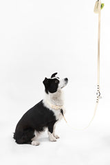 Shri 8FT Adjustable 6-in-1 Waterproof Hands-Free Leash and Collar with LED Flashlight Bag Dispenser and Poop Bag Holder