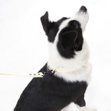 Shri 8FT Adjustable 6-in-1 Waterproof Hands-Free Leash and Collar with LED Flashlight Bag Dispenser and Poop Bag Holder