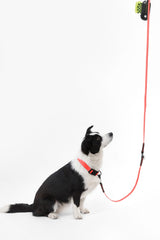 Shri 8FT Adjustable 6-in-1 Waterproof Hands-Free Leash and Collar with LED Flashlight Bag Dispenser and Poop Bag Holder