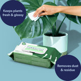 Rowan Oil Infused Plant Cleaning Wipes, Remove Dust Dirt Water Spots and Restore