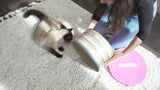 Kate Cat Scratcher